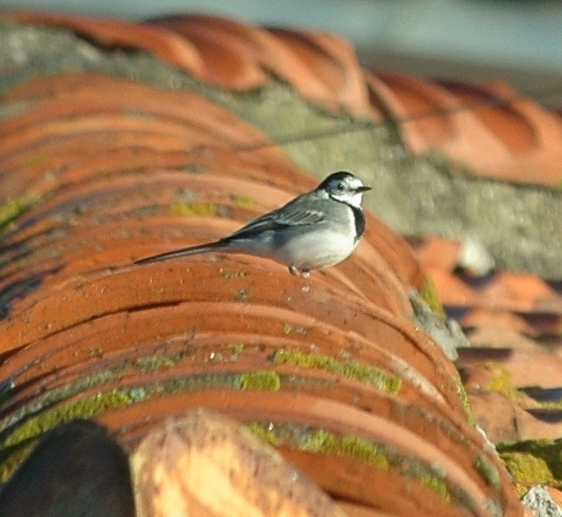 ballerina bianca - Motacilla alba